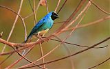 Swallow Tanager